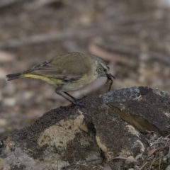 Acanthiza chrysorrhoa at Bruce, ACT - 2 Sep 2018 11:29 AM