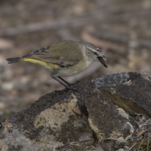 Acanthiza chrysorrhoa at Bruce, ACT - 2 Sep 2018 11:29 AM