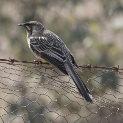 Anthochaera carunculata (Red Wattlebird) at Bruce, ACT - 2 Sep 2018 by AlisonMilton