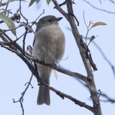 Pachycephala pectoralis (Golden Whistler) at Point 309 - 2 Sep 2018 by AlisonMilton