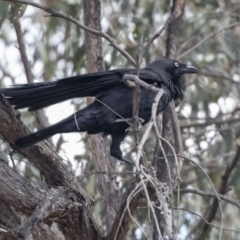 Corvus coronoides (Australian Raven) at Bruce, ACT - 2 Sep 2018 by AlisonMilton