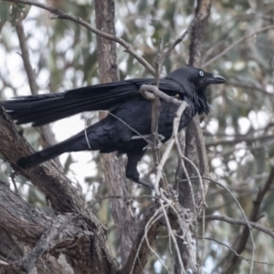 Corvus coronoides at Bruce, ACT - 2 Sep 2018 12:08 PM