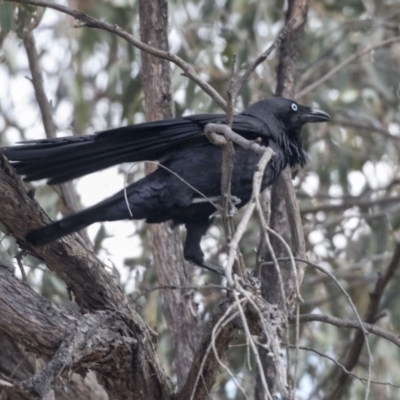 Corvus coronoides (Australian Raven) at Bruce, ACT - 2 Sep 2018 by AlisonMilton