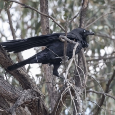 Corvus coronoides (Australian Raven) at Point 309 - 2 Sep 2018 by AlisonMilton