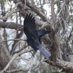 Corvus coronoides at Bruce, ACT - 2 Sep 2018 12:08 PM