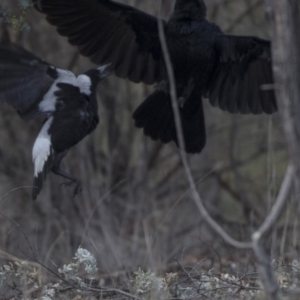 Corvus coronoides at Bruce, ACT - 2 Sep 2018