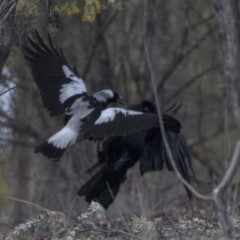 Gymnorhina tibicen (Australian Magpie) at Point 309 - 2 Sep 2018 by AlisonMilton