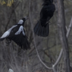 Gymnorhina tibicen at Undefined Area - 2 Sep 2018 12:08 PM