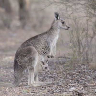 Macropus giganteus (Eastern Grey Kangaroo) at Gossan Hill - 2 Sep 2018 by AlisonMilton