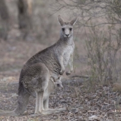 Macropus giganteus at Bruce, ACT - 2 Sep 2018 12:15 PM