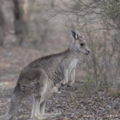 Macropus giganteus at Bruce, ACT - 2 Sep 2018 12:15 PM