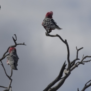 Eolophus roseicapilla at Bruce, ACT - 2 Sep 2018