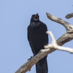 Corvus coronoides (Australian Raven) at Bruce Ridge to Gossan Hill - 2 Sep 2018 by AlisonMilton