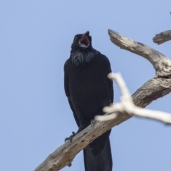 Corvus coronoides (Australian Raven) at Bruce, ACT - 2 Sep 2018 by AlisonMilton