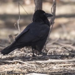 Corvus coronoides at Bruce, ACT - 2 Sep 2018