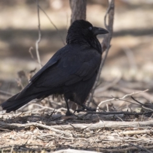 Corvus coronoides at Bruce, ACT - 2 Sep 2018