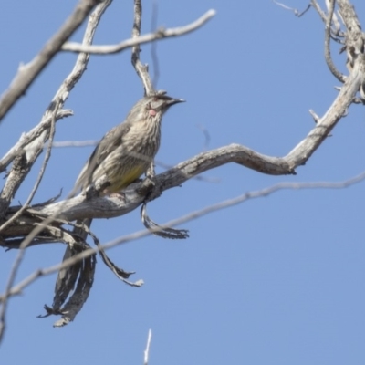 Anthochaera carunculata (Red Wattlebird) at Bruce, ACT - 2 Sep 2018 by AlisonMilton