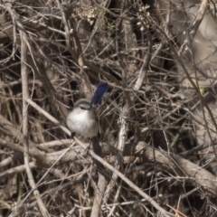 Malurus cyaneus (Superb Fairywren) at Bruce, ACT - 2 Sep 2018 by Alison Milton