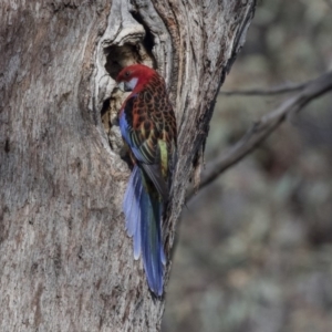 Platycercus elegans x eximius (hybrid) at Bruce, ACT - 2 Sep 2018 12:58 PM