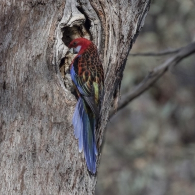 Platycercus elegans x eximius (hybrid) (Crimson x Eastern Rosella (hybrid)) at Gossan Hill - 2 Sep 2018 by AlisonMilton