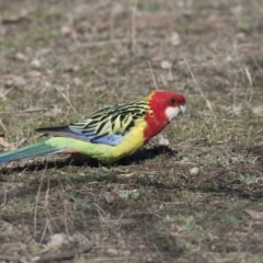 Platycercus eximius (Eastern Rosella) at Bruce Ridge to Gossan Hill - 2 Sep 2018 by AlisonMilton