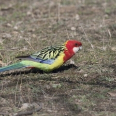 Platycercus eximius (Eastern Rosella) at Bruce, ACT - 2 Sep 2018 by AlisonMilton