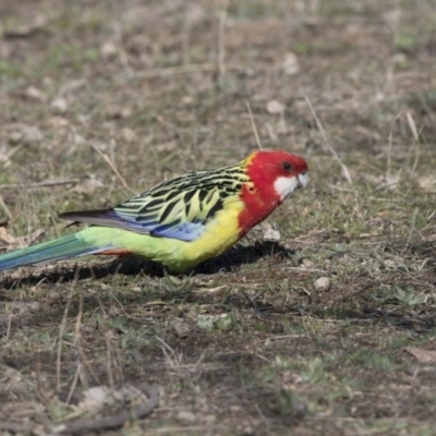 Platycercus eximius (Eastern Rosella) at Gossan Hill - 2 Sep 2018 by Alison Milton