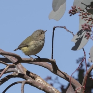 Smicrornis brevirostris at Bruce, ACT - 2 Sep 2018 12:37 PM