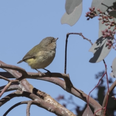 Smicrornis brevirostris (Weebill) at Bruce Ridge to Gossan Hill - 2 Sep 2018 by AlisonMilton