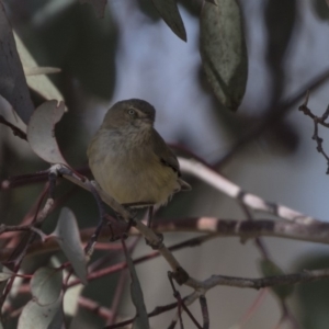 Smicrornis brevirostris at Bruce, ACT - 2 Sep 2018 12:37 PM