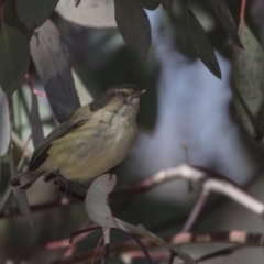 Smicrornis brevirostris at Bruce, ACT - 2 Sep 2018 12:37 PM