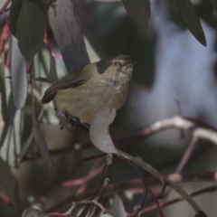 Smicrornis brevirostris at Bruce, ACT - 2 Sep 2018 12:37 PM