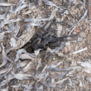 Venatrix sp. (genus) at Bruce, ACT - 2 Sep 2018 12:54 PM