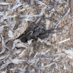 Unidentified Wolf spider (Lycosidae) (TBC) at Bruce, ACT - 2 Sep 2018 by AlisonMilton