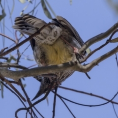 Anthochaera carunculata (Red Wattlebird) at Bruce, ACT - 2 Sep 2018 by Alison Milton