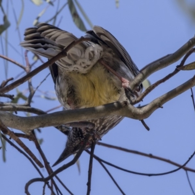 Anthochaera carunculata (Red Wattlebird) at Bruce, ACT - 2 Sep 2018 by AlisonMilton