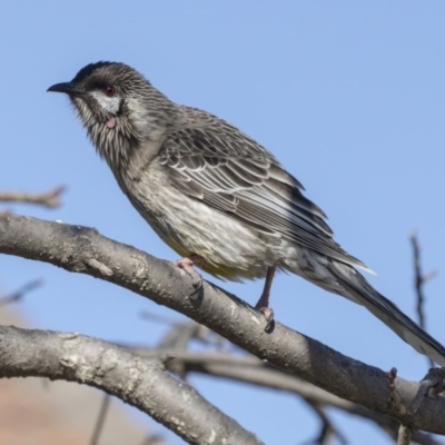 Anthochaera carunculata (Red Wattlebird) at Belconnen, ACT - 2 Sep 2018 by AlisonMilton