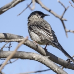 Anthochaera carunculata at Belconnen, ACT - 2 Sep 2018 02:45 PM