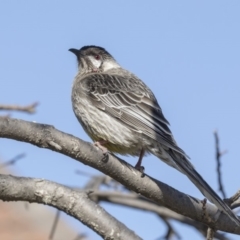 Anthochaera carunculata at Belconnen, ACT - 2 Sep 2018 02:45 PM