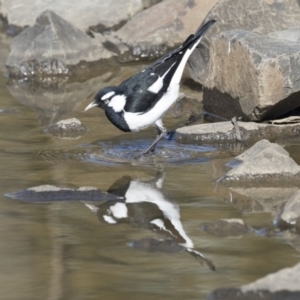 Grallina cyanoleuca at Belconnen, ACT - 2 Sep 2018 02:59 PM