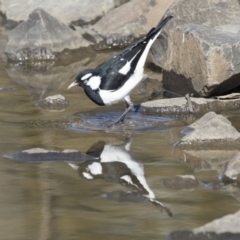 Grallina cyanoleuca at Belconnen, ACT - 2 Sep 2018