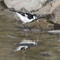 Grallina cyanoleuca at Belconnen, ACT - 2 Sep 2018 02:59 PM