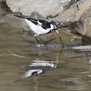 Grallina cyanoleuca at Belconnen, ACT - 2 Sep 2018