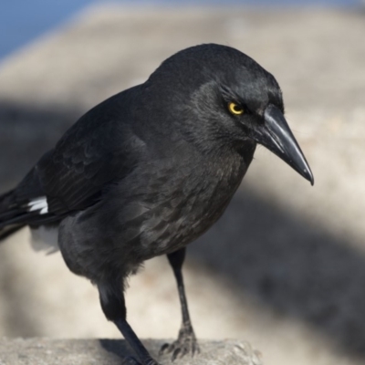 Strepera graculina (Pied Currawong) at Lake Ginninderra - 2 Sep 2018 by Alison Milton