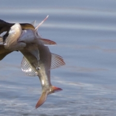 Perca fluviatilis (Redfin) at Belconnen, ACT - 2 Sep 2018 by Alison Milton