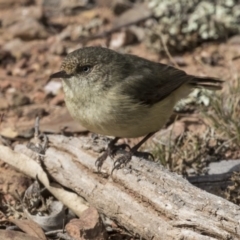 Acanthiza reguloides (Buff-rumped Thornbill) at Gungahlin, ACT - 17 Aug 2018 by AlisonMilton