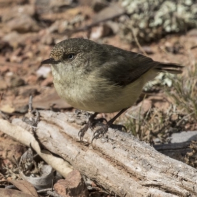 Acanthiza reguloides (Buff-rumped Thornbill) at Gungahlin, ACT - 17 Aug 2018 by Alison Milton
