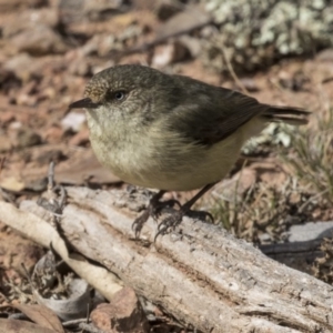 Acanthiza reguloides at Gungahlin, ACT - 17 Aug 2018