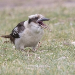 Dacelo novaeguineae at Canberra Central, ACT - 3 Aug 2018