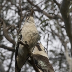 Dacelo novaeguineae at Canberra Central, ACT - 3 Aug 2018